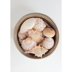 Strandskaller No.3 (st  8 stk)