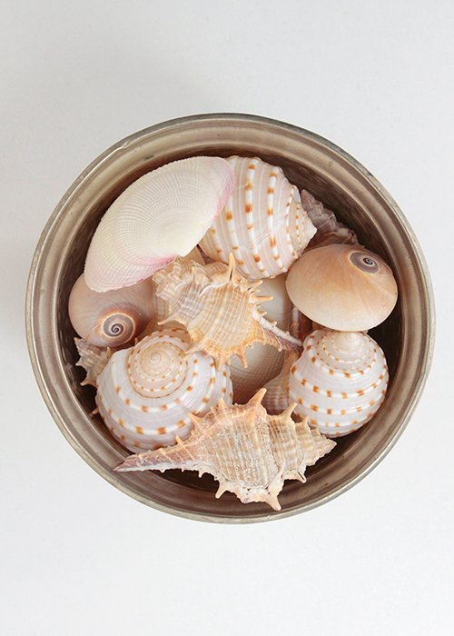 Strandskaller No.3 (st  8 stk)