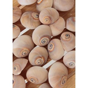 Strandskaller No.3 (st  8 stk)