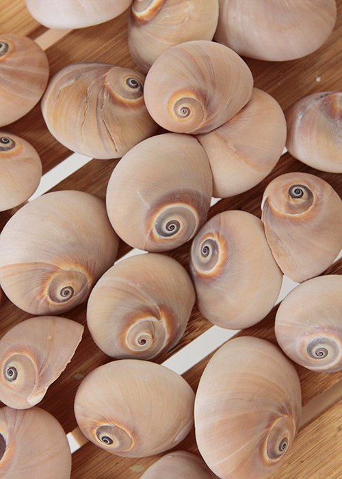 Strandskaller No.3 (st  8 stk)