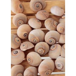 Strandskaller No.3 (st  8 stk)