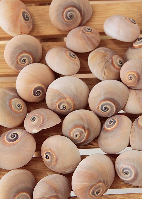 Strandskaller No.3 (st  8 stk)